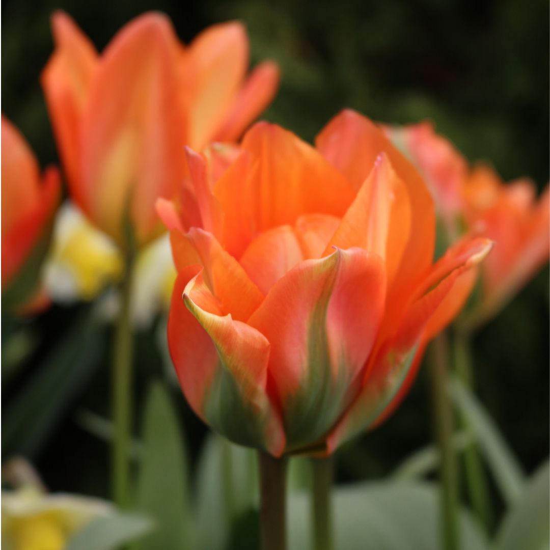 Tulip - Disneyland Paris, 6 Pack