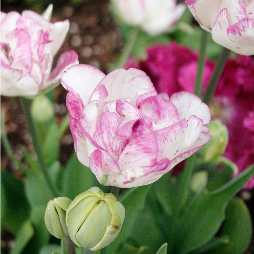 Tulip - Double Shirley, 6 Pack