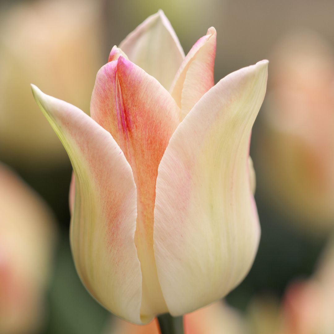 Tulip - Elegant Lady, 6 Pack