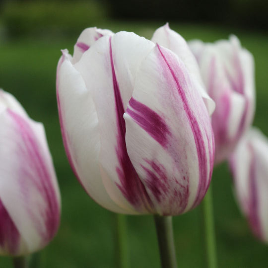 Tulip - Flaming Flag, 6 Pack