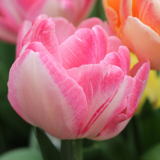 Tulip - Foxtrot, 6 Pack