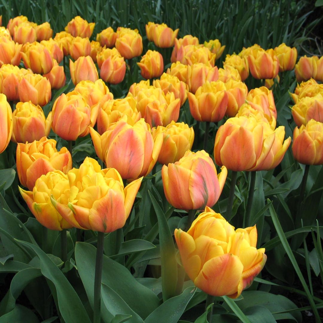 Tulip - Freeman, 6 Pack