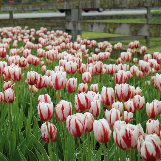 Tulip - Canadian Celebration, 6 Pack