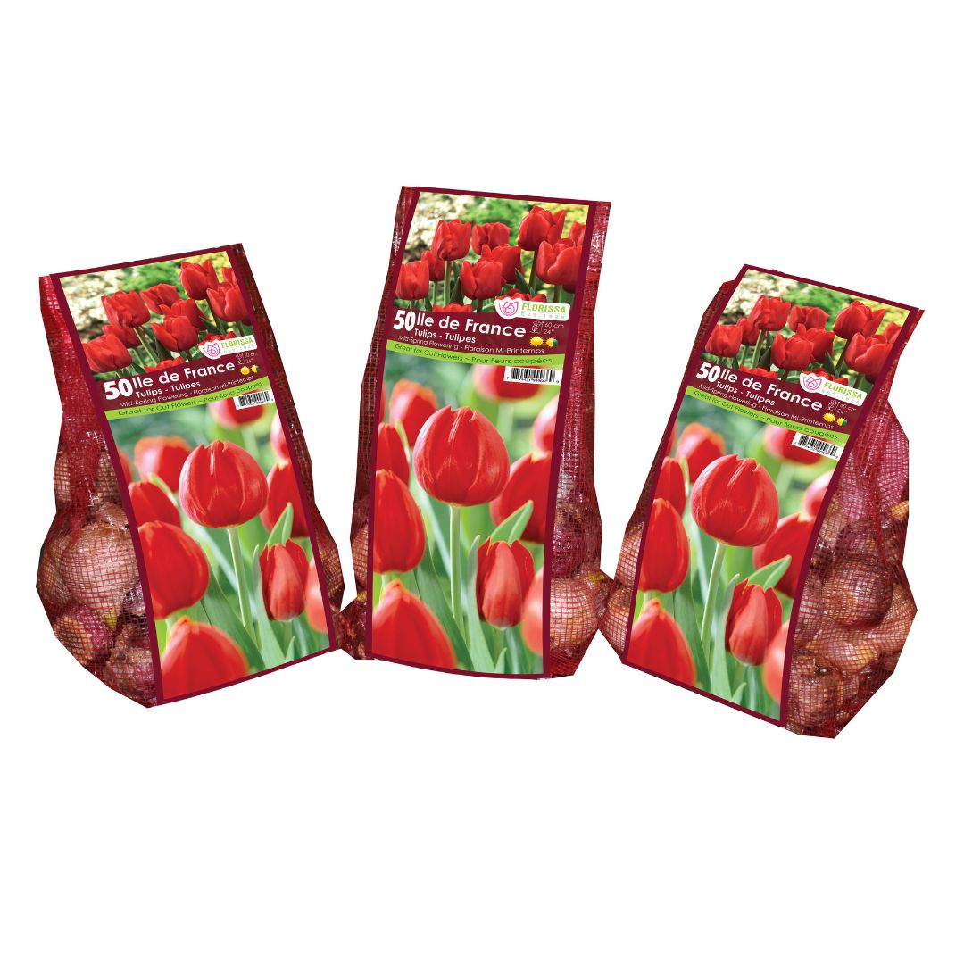 Tulip - Ile de France - Mesh Bag, 50 Pack