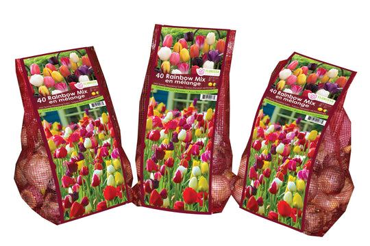 Tulip - Rainbow Mix - Mesh Bag, 40 Pack