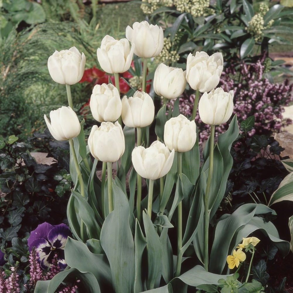 Tulip - Mount Tacoma, 6 Pack