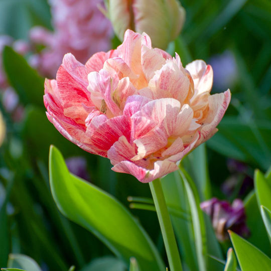 Tulip - Peptalk, 6 Pack