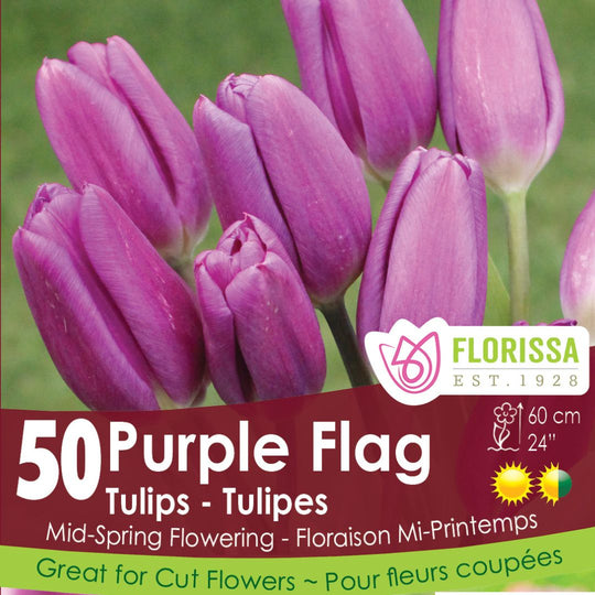 Tulip - Purple Flag - Mesh Bag, 50 Pack