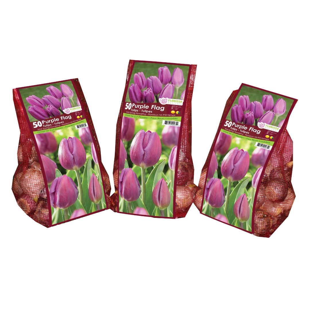 Tulip - Purple Flag - Mesh Bag, 50 Pack