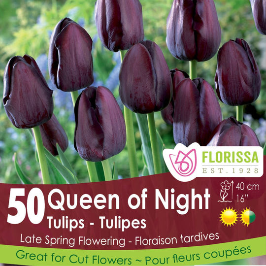 Tulip - Queen of Night - Mesh Bag, 50 Pack