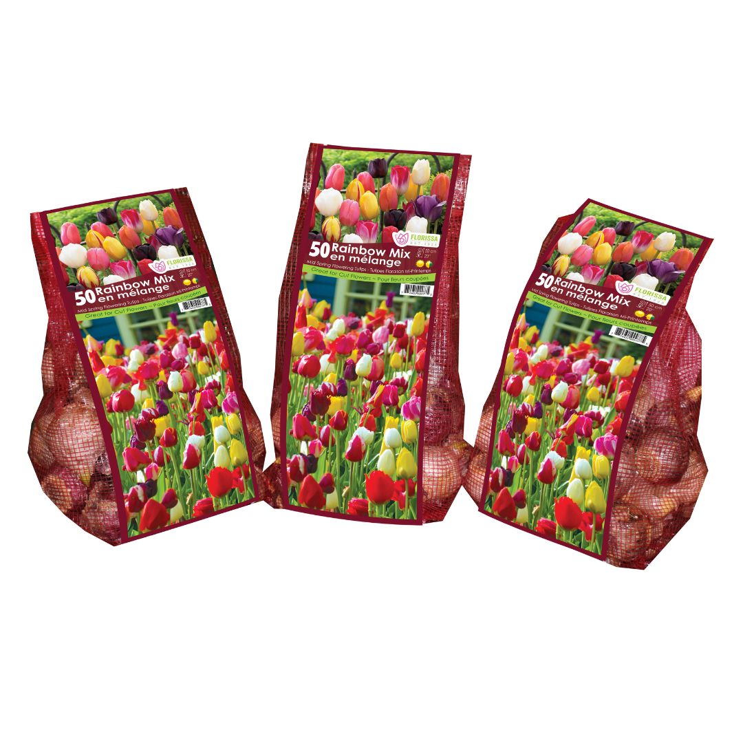 Tulip - Rainbow Mix - Mesh Bag, 50 Pack