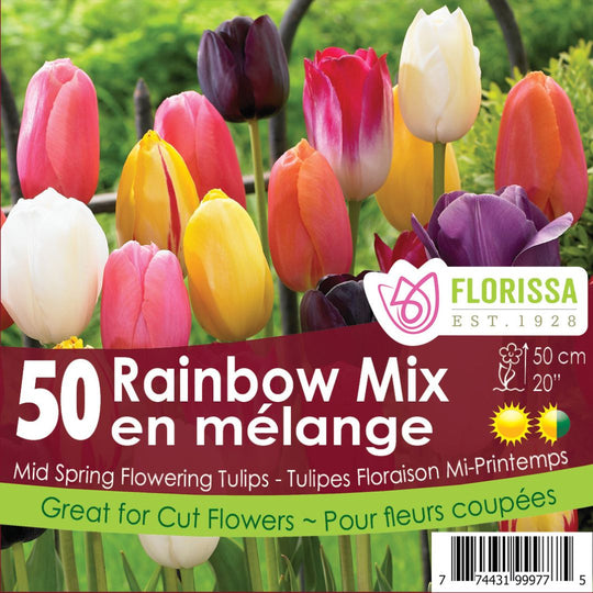 Tulip - Rainbow Mix - Mesh Bag, 50 Pack