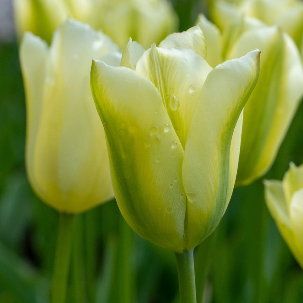 Tulip - Spring Green, 6 Pack