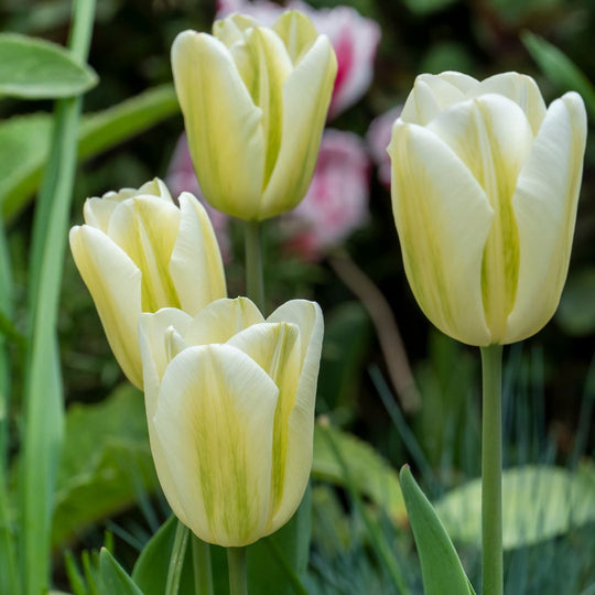 Tulip - Spring Green, 6 Pack