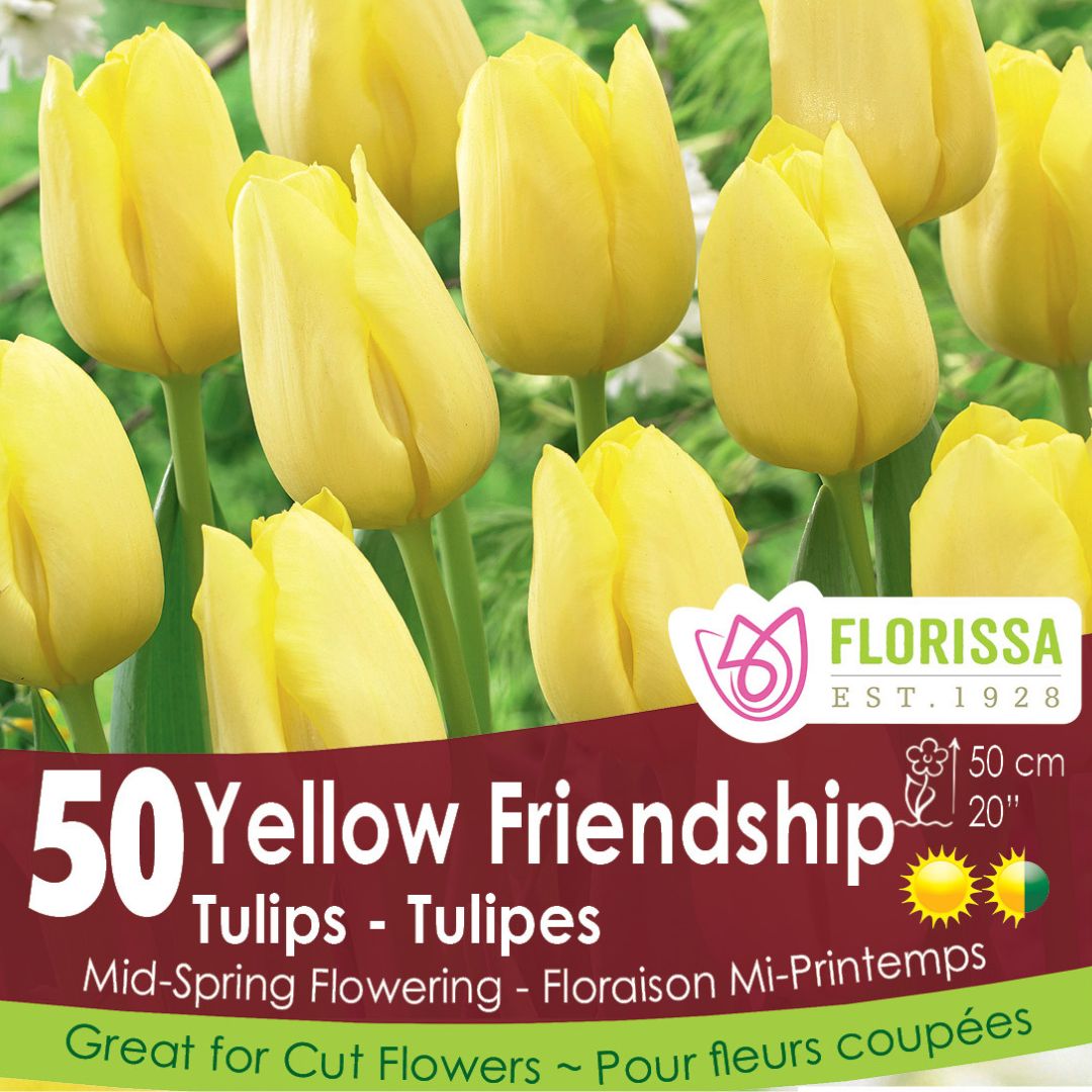 Tulip - Yellow Friendship - Mesh Bag, 50 Pack