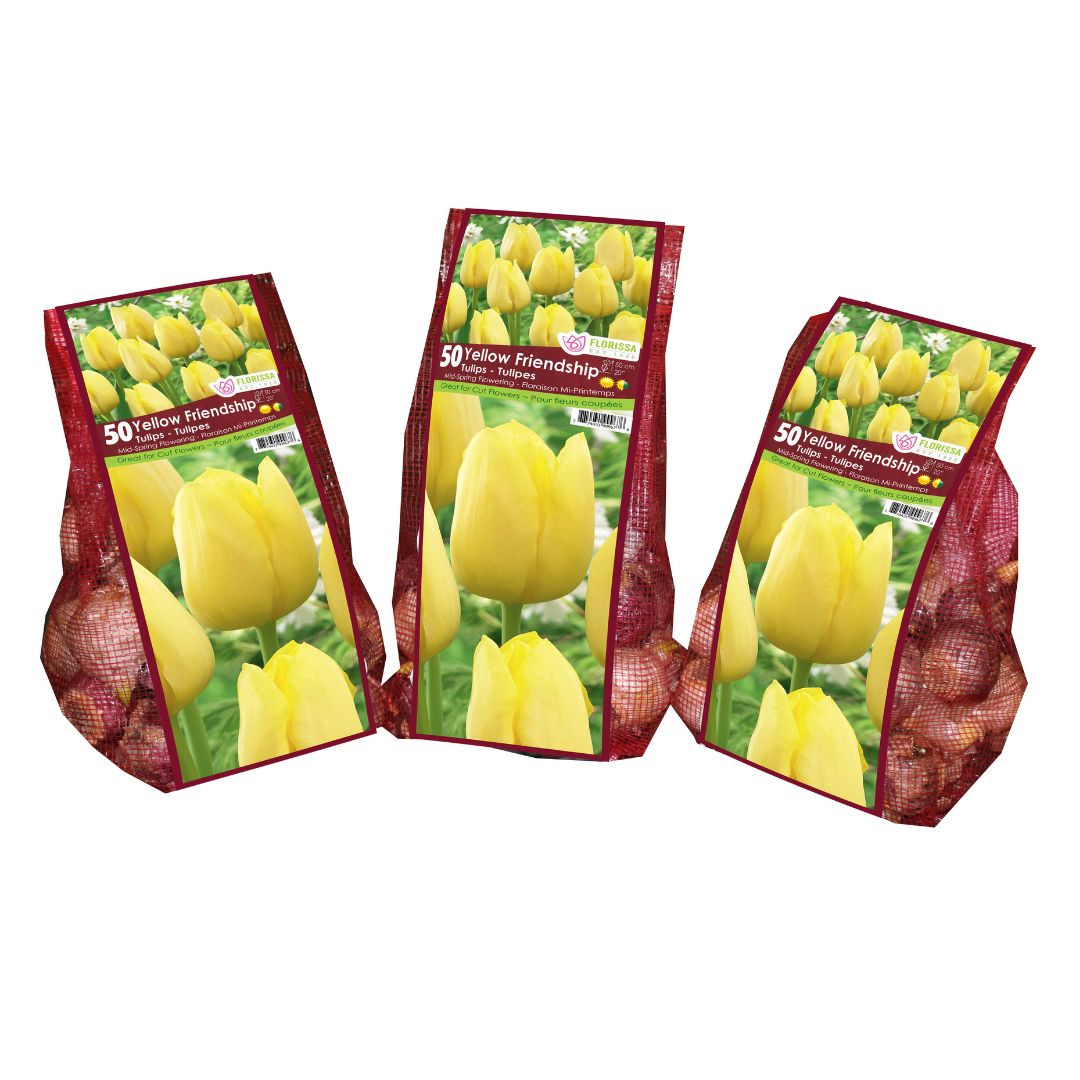 Tulip - Yellow Friendship - Mesh Bag, 50 Pack