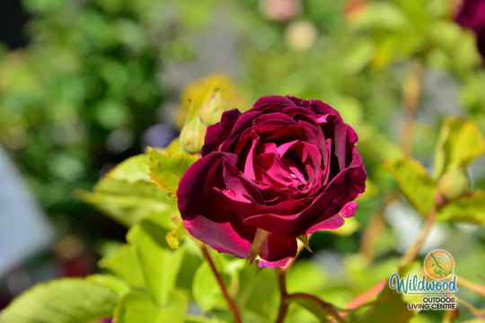 Twilight Zone - Weeks Rose