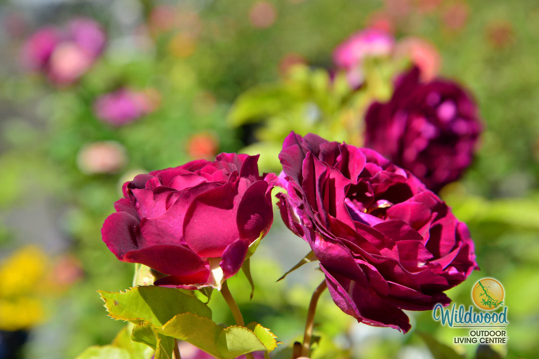 Twilight Zone - Weeks Rose
