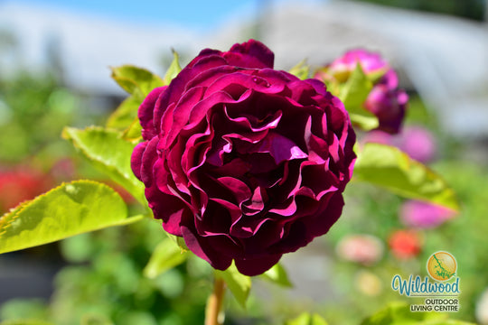 Twilight Zone - Weeks Rose