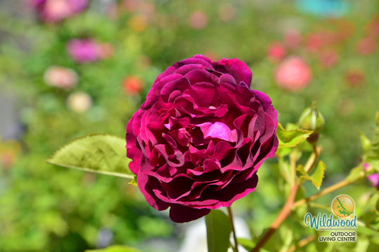 Twilight Zone - Weeks Rose
