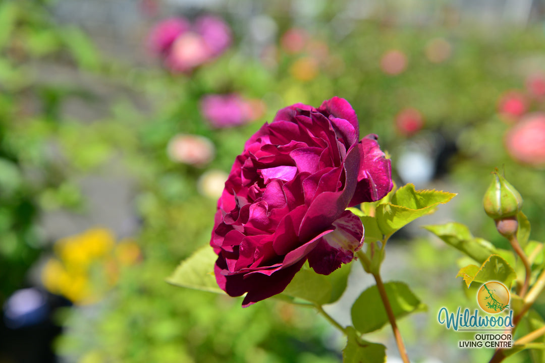 Twilight Zone - Weeks Rose