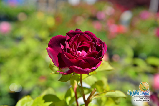 Twilight Zone - Weeks Rose