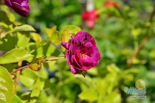 Twilight Zone - Weeks Rose