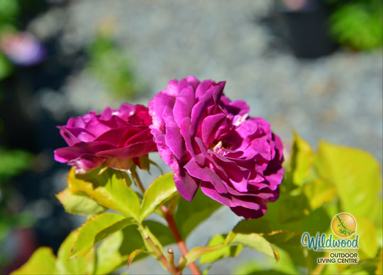 Twilight Zone - Weeks Rose