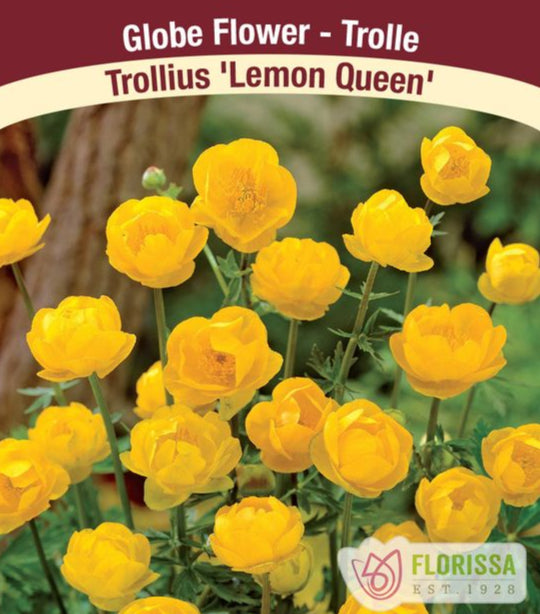 Trollius - Lemon Queen, 1 Pack