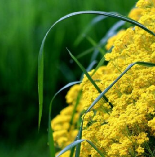 Alyssum Saxatile - Ontario Seed Company