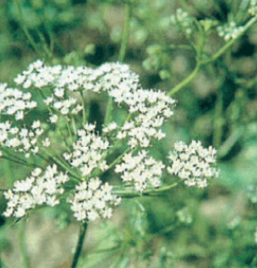Anise - Ontario Seed Company