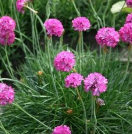 Armeria Maritima - Ontario Seed Company