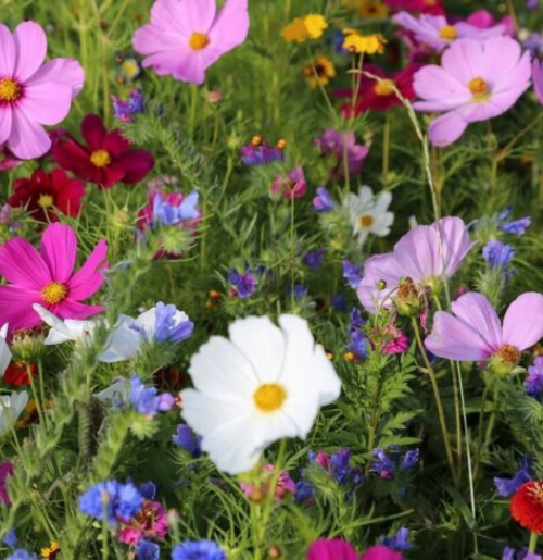 Annual Flower Mixture - Ontario Seed Company