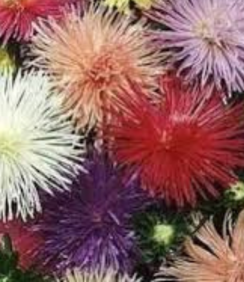 Aster Nova Mix - Salt Spring Seeds