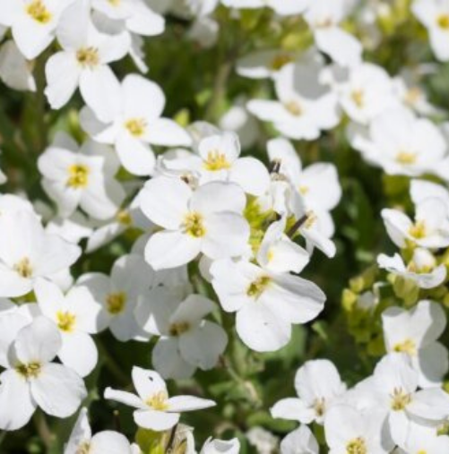 Arabis Snow Cap - Ontario Seed Company