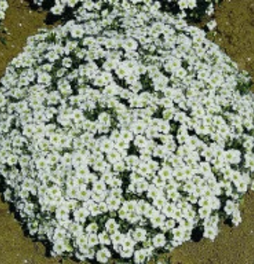 Arenaria Mountain Sandwort - Ontario Seed Company