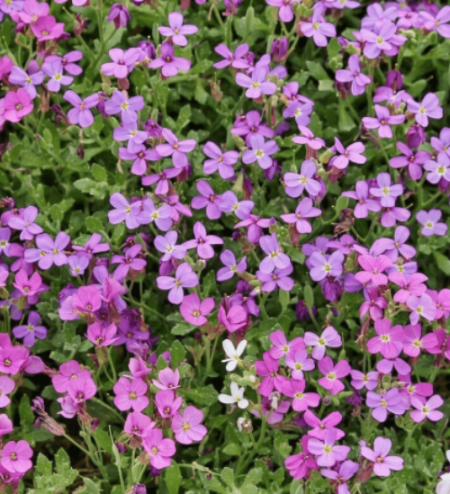 Aubretia False Rock Cress - Ontario Seed Company