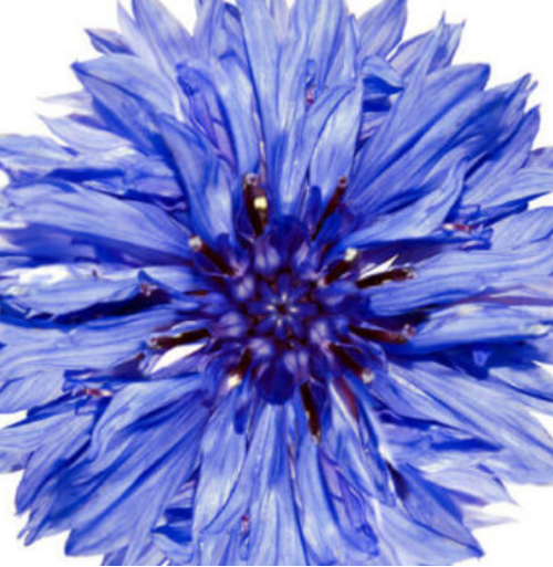 Bachelor's Buttons Jubilee Gem - Ontario Seed Company