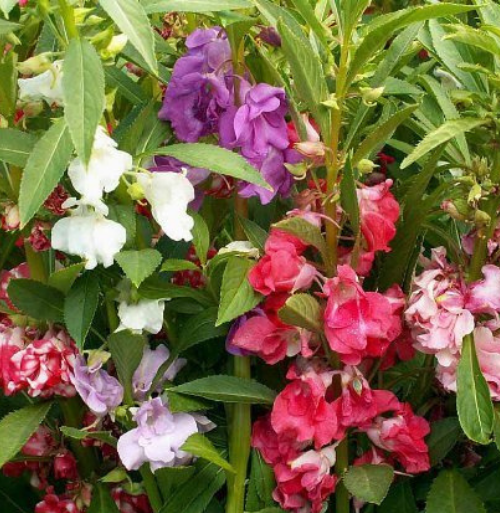 Balsam Brilliant Mix - Pacific Northwest Seeds