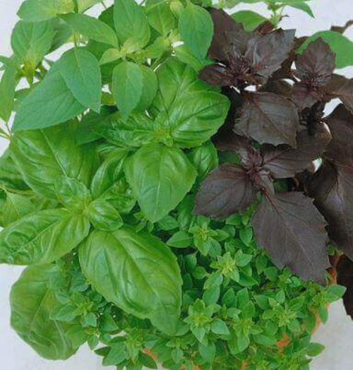 Basil Culinary Blend - Aimers Organic Seeds