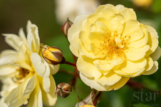 Lemon Frost - Kordes®