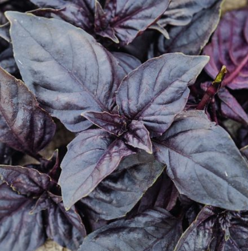 Basil Dark Opal - Pacific Northwest Seeds