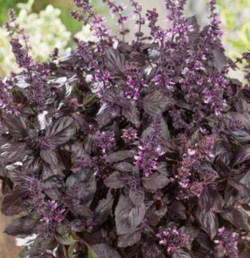 Basil Red Rubin - Aimers Organic Seeds