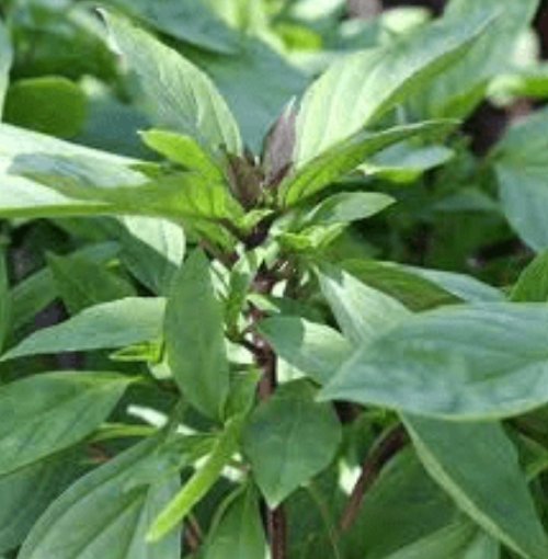 Basil Siam Queen Thai - Saanich Organics