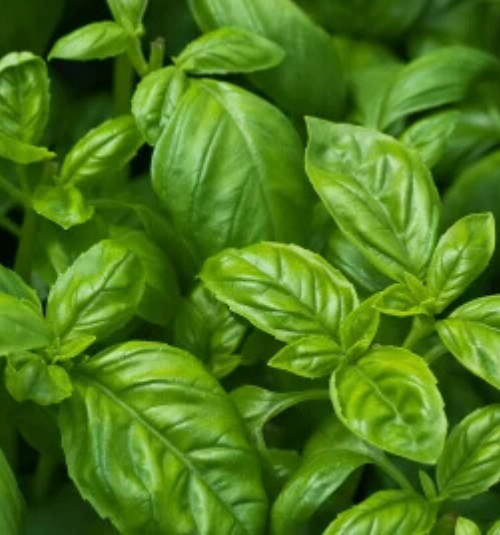 Basil Sweet - Aimers Organic Seeds