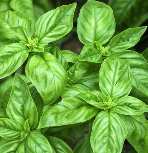 Basil Sweet - Pacific Northwest Seeds