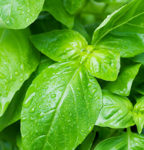Basil Sweet Dani Lemon - Ontario Seed Company