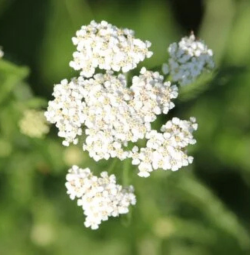 Achillea white Yarrow - Ontario Seed Company