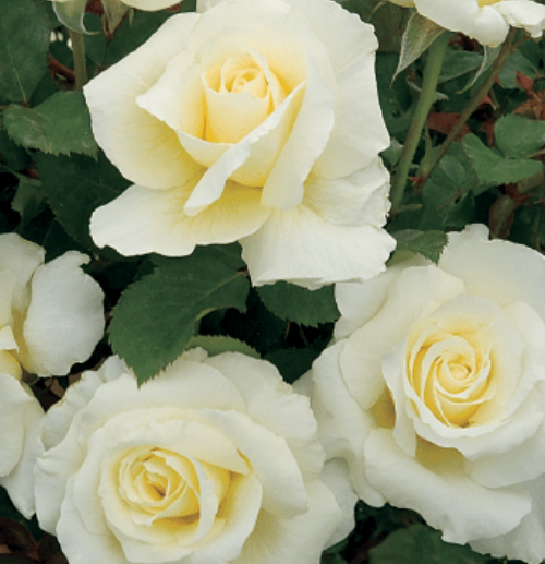 White Licorice - Weeks Rose