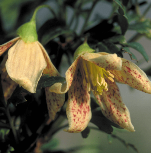 Clematis Cirrhosa Balearica